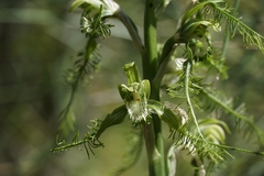 Bipinnula plumosa