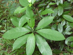 Psychotria asiatica
