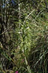 Bipinnula plumosa
