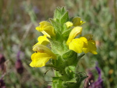 Bellardia trixago