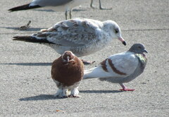 Columba livia domestica