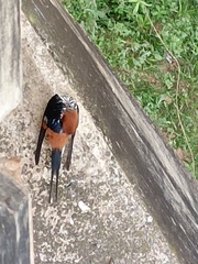 Cecropis abyssinica