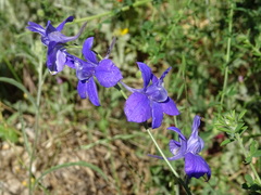 Delphinium ajacis