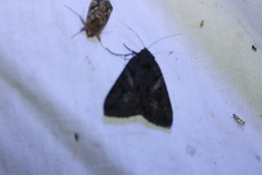 Catocala antinympha