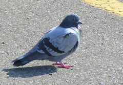 Columba livia domestica