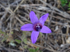 Campanula lusitanica