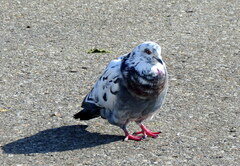 Columba livia domestica