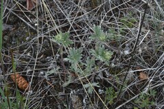 Potentilla hippiana