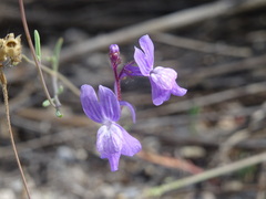 Linaria elegans