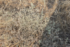 Ceratocarpus arenarius