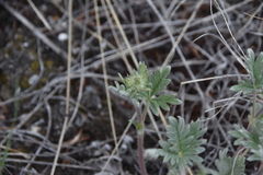 Potentilla hippiana