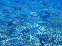 Pterocaesio tessellata