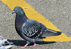 Columba livia domestica