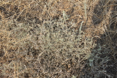 Ceratocarpus arenarius