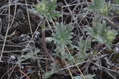 Potentilla hippiana