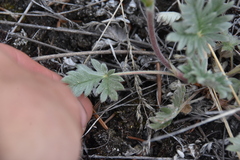 Potentilla hippiana