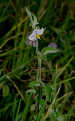 Solanum caripense