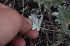 Potentilla hippiana