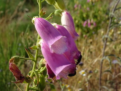 Digitalis thapsi