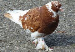 Columba livia domestica
