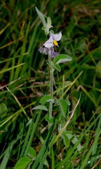 Solanum caripense