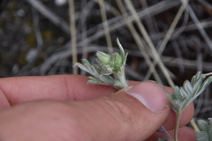 Potentilla hippiana
