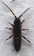 Orchesella