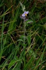 Solanum caripense