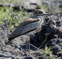 Burhinus vermiculatus