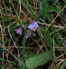 Solanum caripense