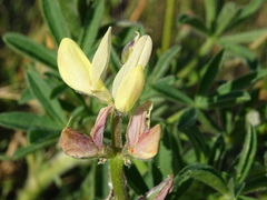Lupinus gredensis