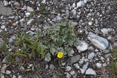 Potentilla hippiana