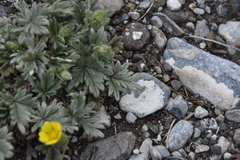 Potentilla hippiana