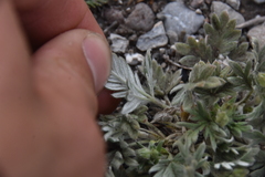 Potentilla hippiana