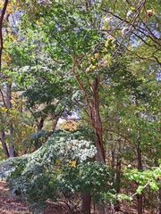 Zelkova serrata