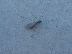 Trichocera