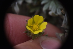 Potentilla hippiana