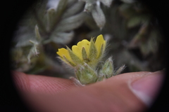 Potentilla hippiana
