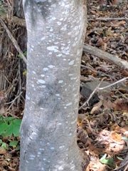 Zelkova serrata