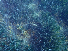 Pinna nobilis