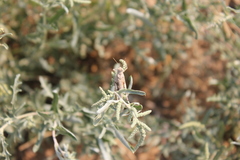 Oedipodinae