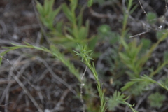 Linum lewisii