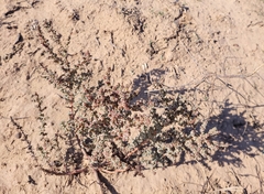 Salsoleae