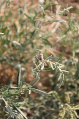 Oedipodinae