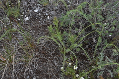 Linum lewisii