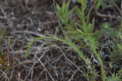 Linum lewisii