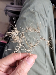 Ceratocarpus arenarius