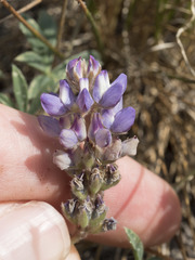 Lupinus lepidus lobbii