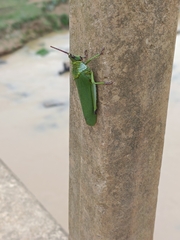 Pyrgomorphidae