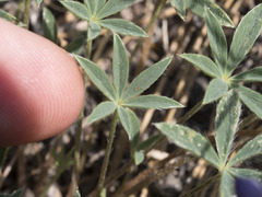 Lupinus lepidus lobbii